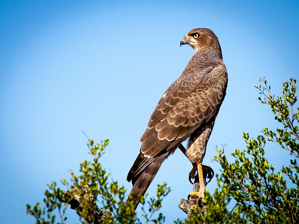 veille commerciale : apprenez à devenir un aigle et détecter les meilleurs signaux business